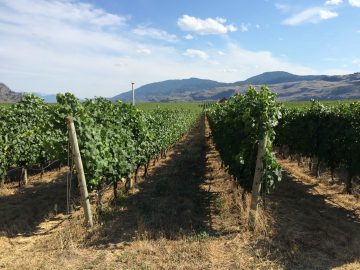 Vineyard at the Okanagan Valley